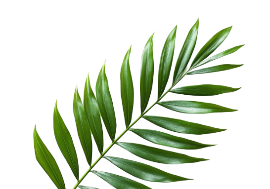 Tree leaf png